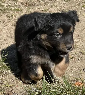 Minature Australian Shepherd  Mini Aussie