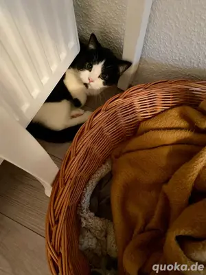 BKH Deckkater odd eyed Träger mit Stammbaum (kein Verkauf)  Bild 5