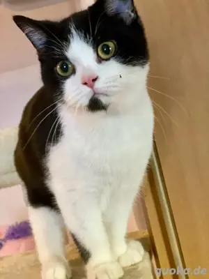 BKH Deckkater odd eyed Träger mit Stammbaum (kein Verkauf)  Bild 2