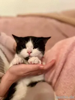 BKH Deckkater odd eyed Träger mit Stammbaum (kein Verkauf) 