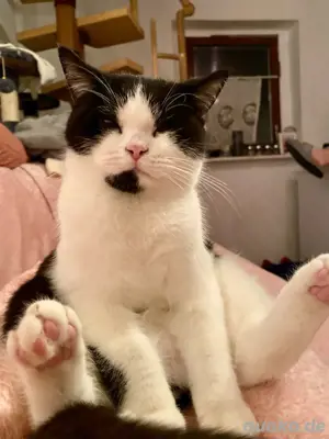 BKH Deckkater odd eyed Träger mit Stammbaum (kein Verkauf)  Bild 4