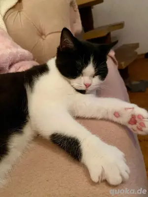 BKH Deckkater odd eyed Träger mit Stammbaum (kein Verkauf)  Bild 3