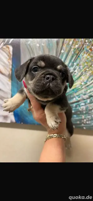 hübsche französische Bulldogge, welpe