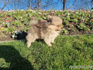 Pomeranian welpe rüde reinrassig
