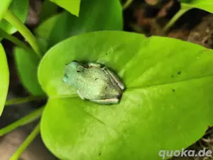 Korallenfinger Snow Flakes