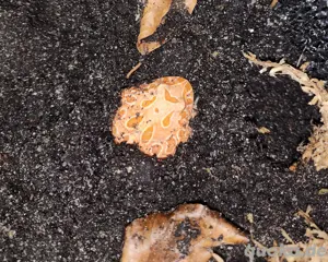 Verschiedene Schmuckhornfrösche Bild 2