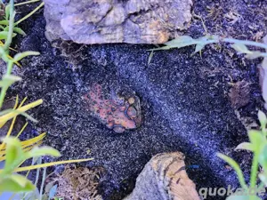 Verschiedene Schmuckhornfrösche Bild 3