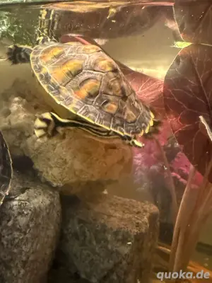 wasser schildkröte mit 180 LT Aquarium