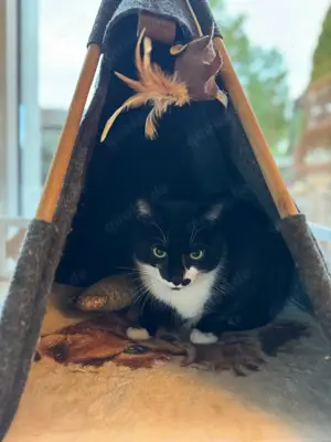 Sie suchen einen liebevollen Kater T: 0173 3257049