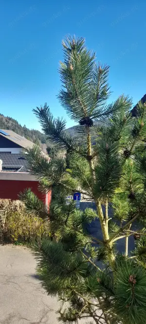Wohnung auf Zeit