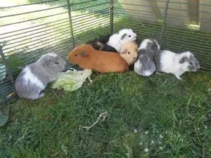 Merrschweinchen Früh Kastrate zur sofortigen Abgabe