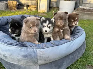 Zauberhafte Pomsky Welpen suchen ihr neues Zuhause! (ab 22.05.2025)