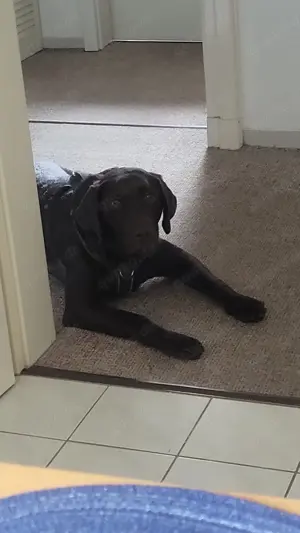 Labrador Hündin