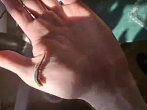 Phelsuma Klemmeri Blauer Bambus Taggecko Nachzuchten 0.0.x