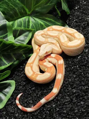 BCI 1.0  Albino RLT 66% poss het Berry Blood (Red Dragon)