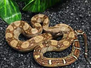 BCI 0.1 RLT 66% poss dh Kahl Albino Berry Blood (Red Dragon)