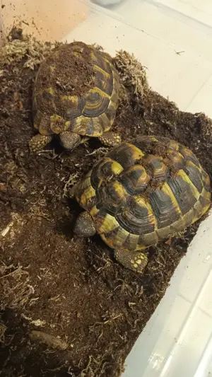 2x griechische Landschildkröten 