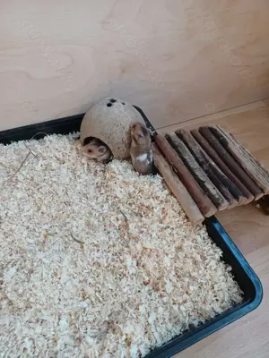 Goldhamster Babys Bild 2