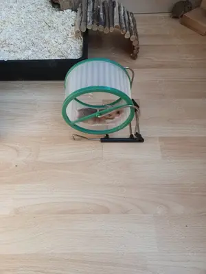 Goldhamster Babys Bild 4