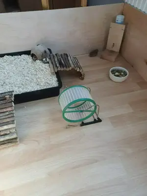 Goldhamster Babys Bild 3