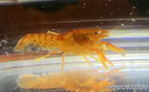 Orangener Zwergkrebs CPO Cambarellus patzcuarensins orange 