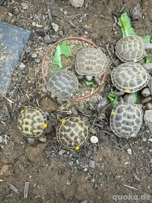 Nachzuchten Testudo Horsfieldii von 2024