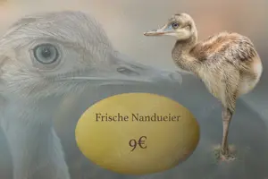 Frische Nandu-Eier