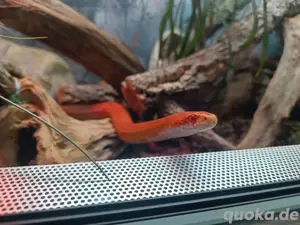Kornnatterpärchen