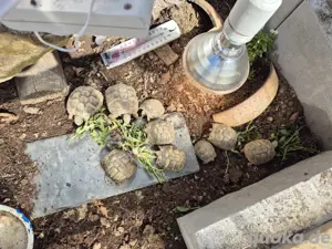 Griechische Landschildkröten Nachzuchten  aus Jahr 2023