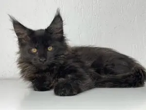 Wunderschöne und typvolle xxl Maine Coon Kitten