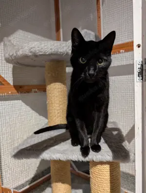 Katzen von Tierärztin in liebevolle Hände zu vermitteln !