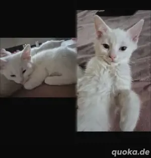 babykatze zu verkaufen