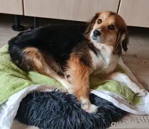 Lulu 3 jahre in Deutschland 