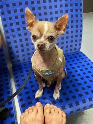 Chihuahua Deckrüde (kein Verkauf!)