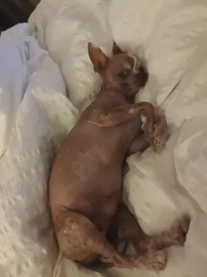 Chihuahua Deckrüde (kein Verkauf!) Bild 3