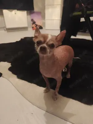 Chihuahua Deckrüde (kein Verkauf!) Bild 2
