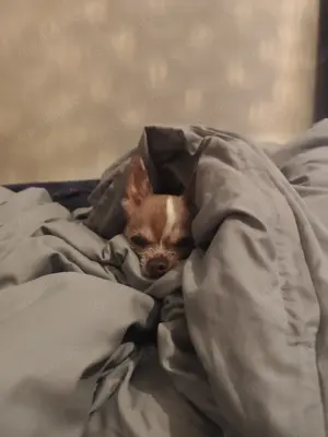 Chihuahua Deckrüde (kein Verkauf!) Bild 4