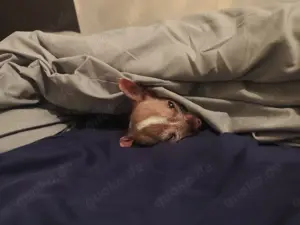 Chihuahua Deckrüde (kein Verkauf!) Bild 6