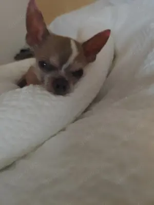 Chihuahua Deckrüde (kein Verkauf!) Bild 5