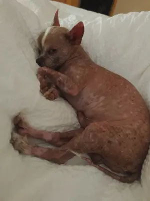 Chihuahua Deckrüde (kein Verkauf!) Bild 7