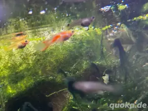 Guppy babys 