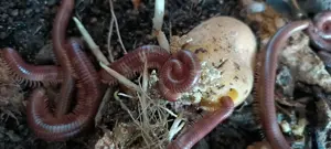 Spirostreptus sp. 1 "Tansania" Tausendfüßer Bild 3