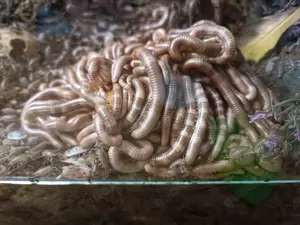 Spirostreptus sp. 1 "Tansania" Tausendfüßer Bild 6