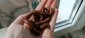 Spirostreptus sp. 1 "Tansania" Tausendfüßer