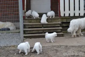 12 Wochen alte Samojede Welpen  bereit fürs neue Zuhause!