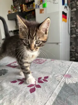 Kitten Main Coon Norweger mix Bild 2