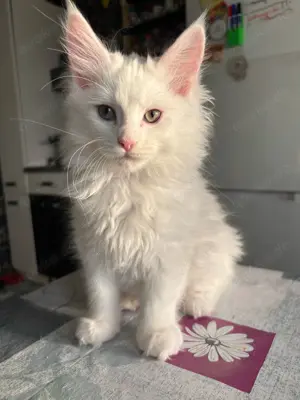 Kitten Main Coon Norweger mix Bild 3
