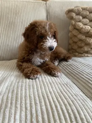 Maltipoo Welpe Teddy 