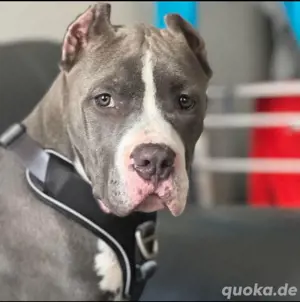 American bully xxl weibchen