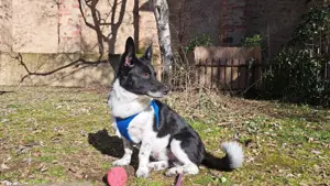 Bobi  sucht ein neues zu Hause